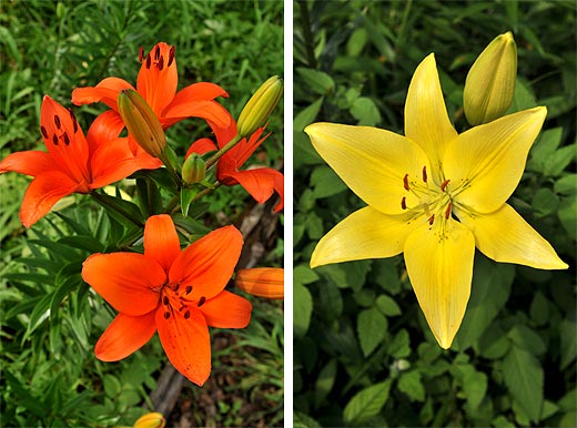 百合色って何色？ | ザビエル・カトーの「いい加減に生きてます」