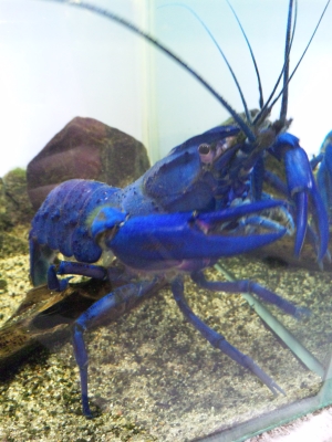 鳥羽水族館 | KOHEI MURAKAMI - OFFICIAL BLOG -