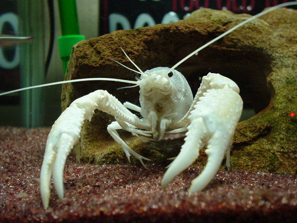 ザリガニに名前を付けなくなったワケ | KOHEI MURAKAMI - OFFICIAL BLOG -