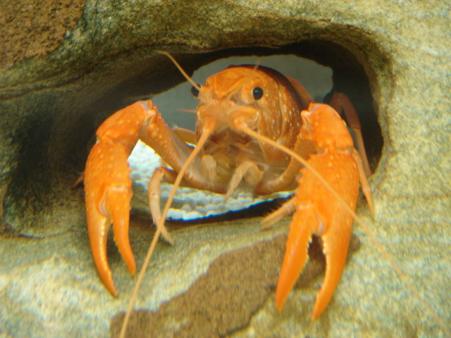 ザリガニに名前を付けなくなったワケ | KOHEI MURAKAMI - OFFICIAL BLOG -