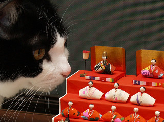 ひな祭り猫 破滅的な ひな祭り猫 破滅的な