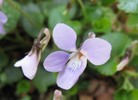 すみれ どこにでも咲いているが よく見ると綺麗な花 | 熊プーの生活