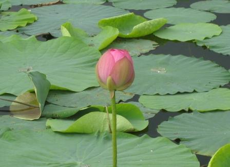 伊豆沼 はすまつり はすの花が満開だったよ | 熊プーの生活