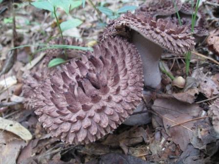 コウタケ (香茸) 生えていましたが 出始めのようです | 熊プーの生活