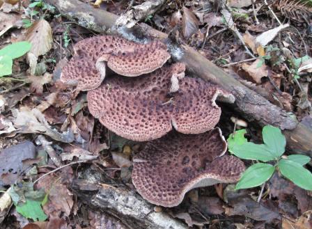 コウタケ (香茸) 斜面を登っていくと大きくなっていました | 熊プーの生活