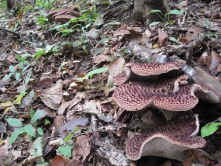 コウタケ (香茸) 斜面を登っていくと大きくなっていました | 熊プーの生活