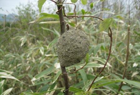 わらび採りに行ったら 木の枝に土の塊が 何かの巣かな？ | 熊プーの生活