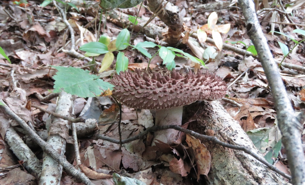 コウタケ 林の中 傾斜地を登って行くと | 熊プーの生活
