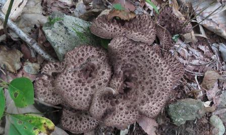 コウタケ 林の中 傾斜地を登って行くと | 熊プーの生活