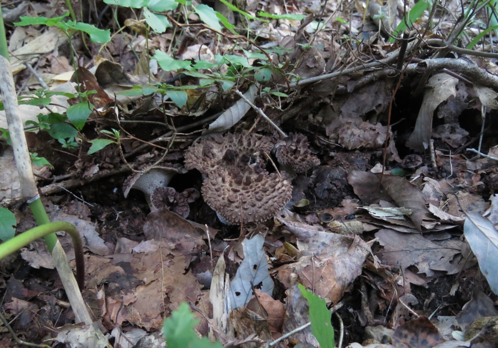コウタケ 出現し初めで 若い茸ばかり | 熊プーの生活