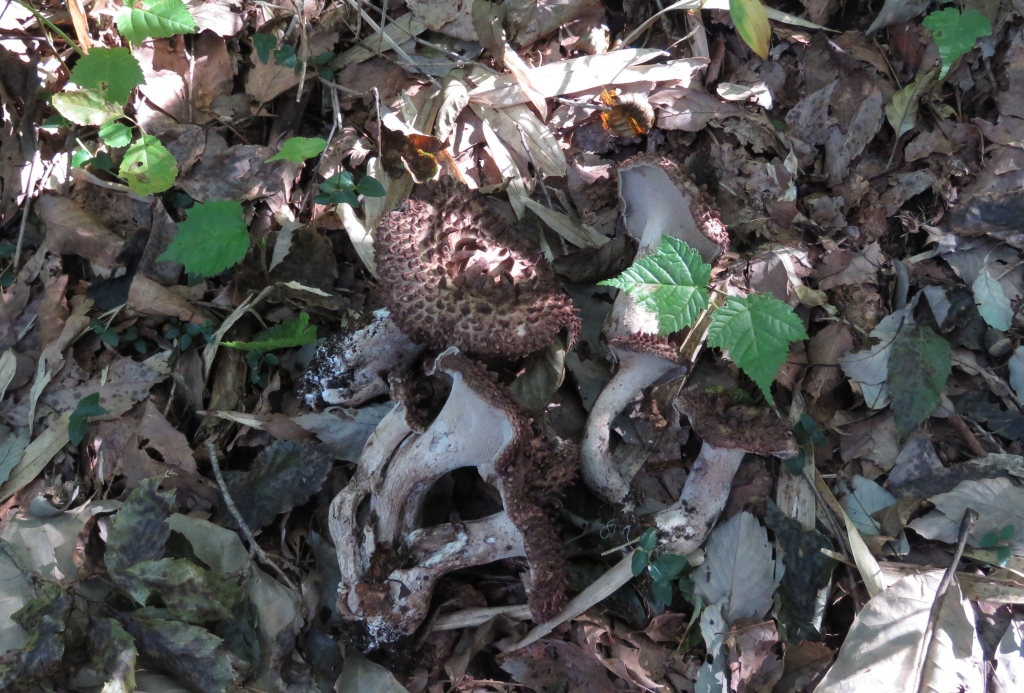 コウタケ 出現し初めで 若い茸ばかり | 熊プーの生活