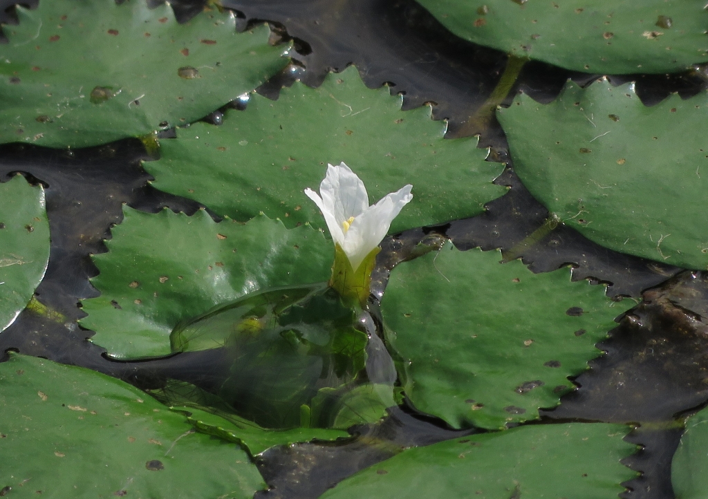 ヒシの花 利府町二本椚の沼で | 熊プーの生活
