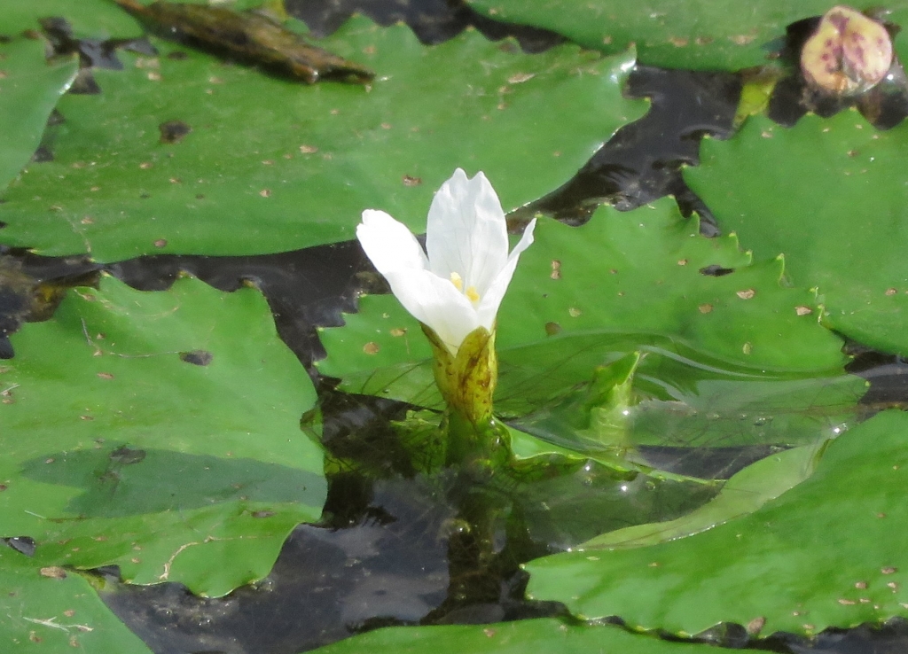 ヒシの花 利府町二本椚の沼で | 熊プーの生活