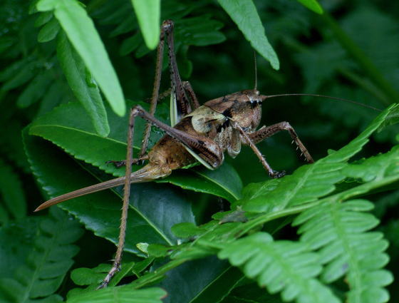 Paratlanticus tsushimensis Yamasaki