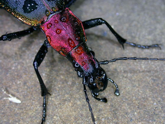 Damaster fruhstorferi (Roeschke,1900)