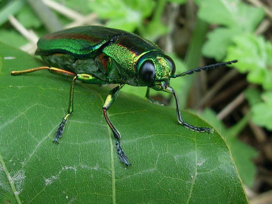 Chrysochroa fulgidissima