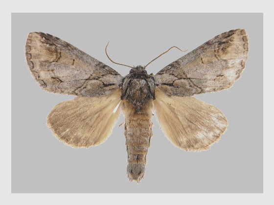  Neodrymonia coreana Matsumura, 1922