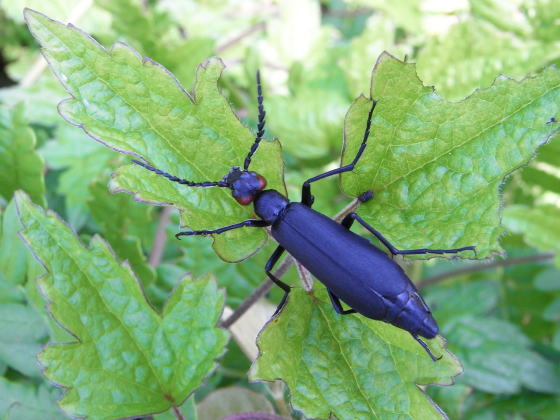 Epicauta chinensis taishoensis