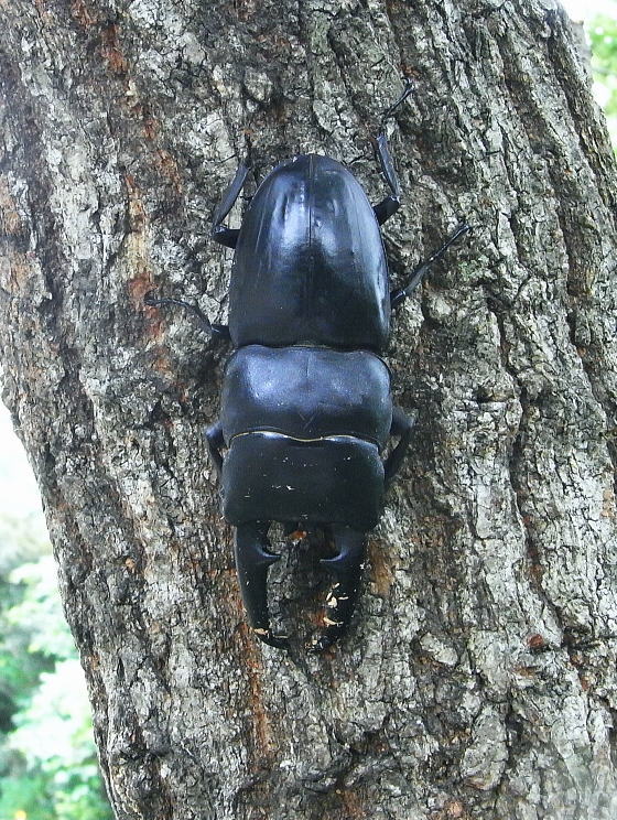 Dorcus titanus castanicolor