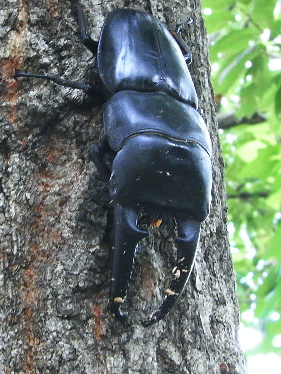 ϰDorcus titanus castanicolor