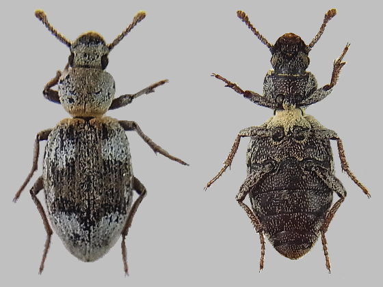 ハマベエンマムシとゴミムシダマシの一種 | 虫つれづれ＠対馬v2