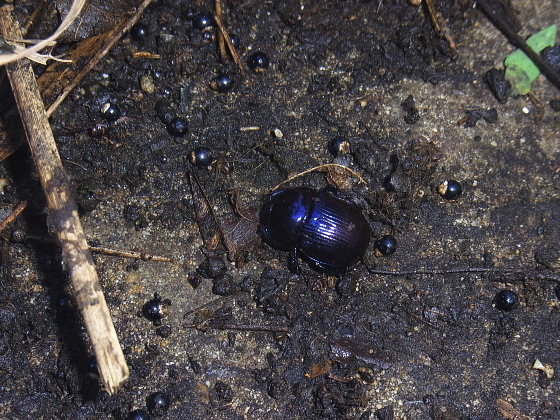 Phelotrupes laevistriatus