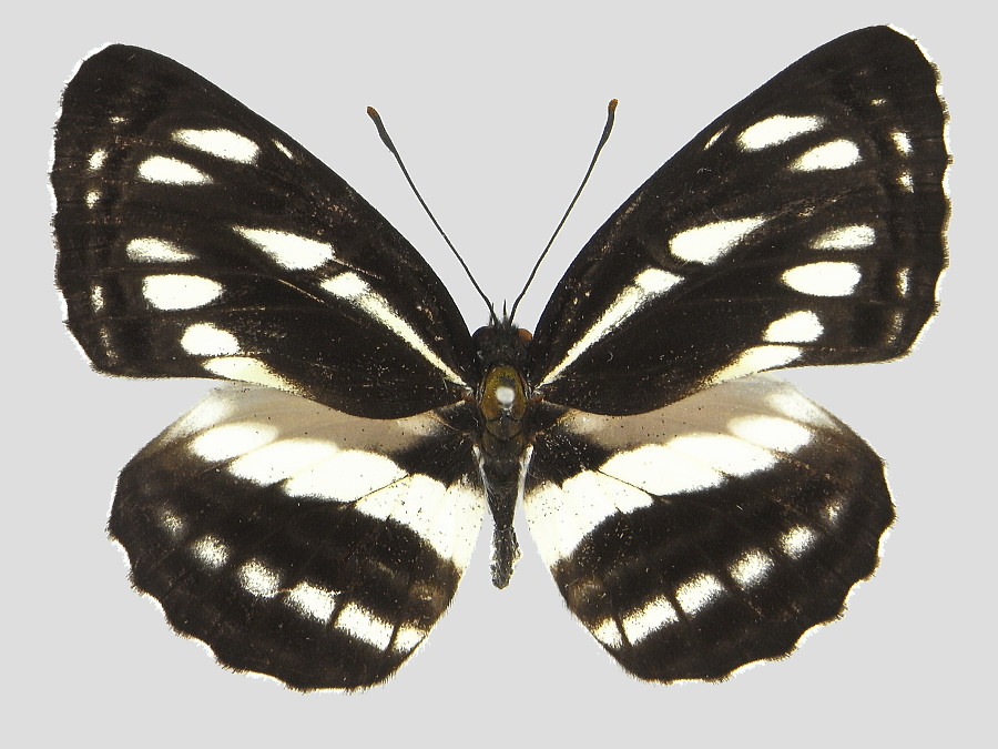 コミスジ 標本画像 | 虫つれづれ＠対馬v2