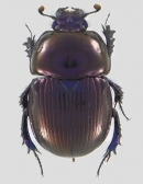 Phelotrupes laevistriatus