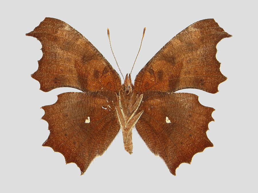 キタテハ軽微異常型 標本画像 | 虫つれづれ＠対馬v2