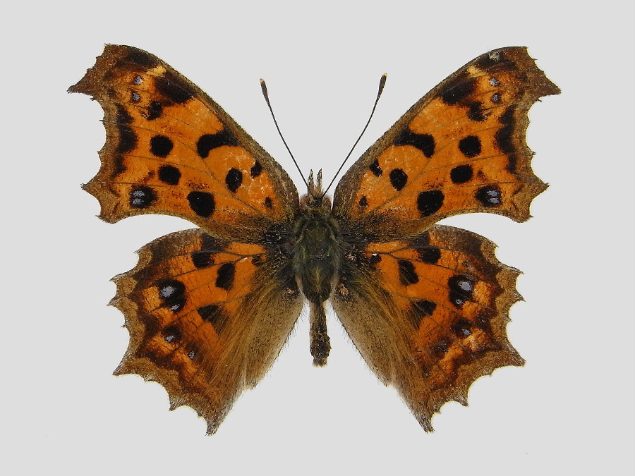 キタテハ軽微異常型 標本画像 | 虫つれづれ＠対馬v2