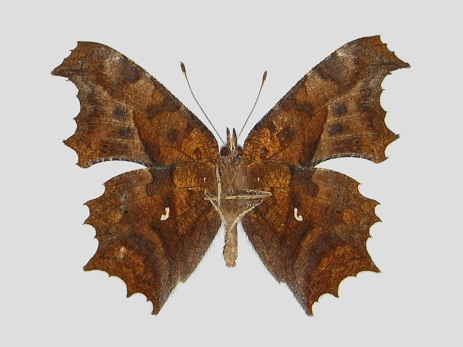 キタテハ軽微異常型 標本画像 | 虫つれづれ＠対馬v2