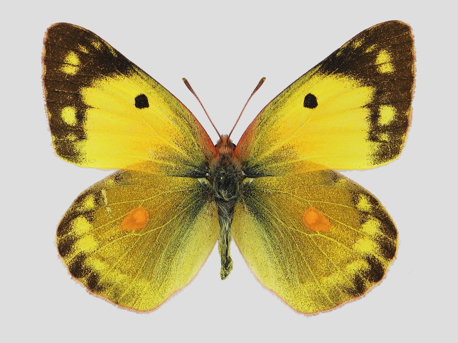 モンキチョウ 標本画像 | 虫つれづれ＠対馬v2