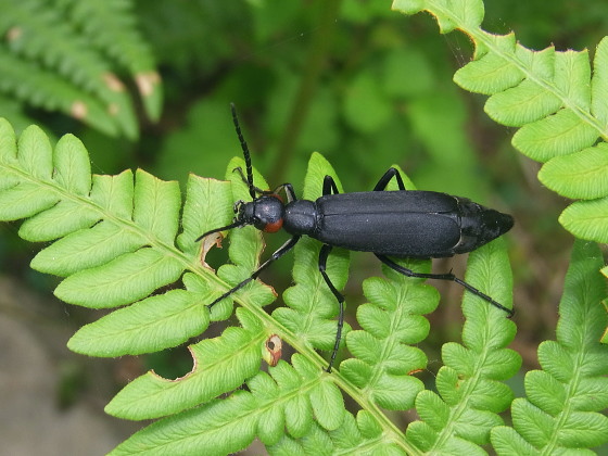 Epicauta chinensis taishoensis