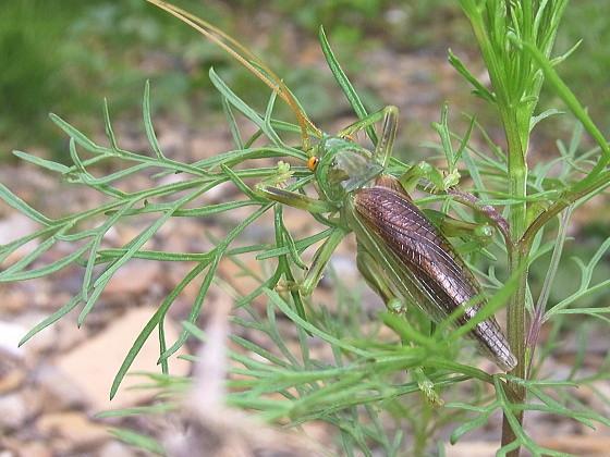 ペルー産　巨大コロギス　ペア　60-98mm ペルー産巨大コロギスペア60-98mm
