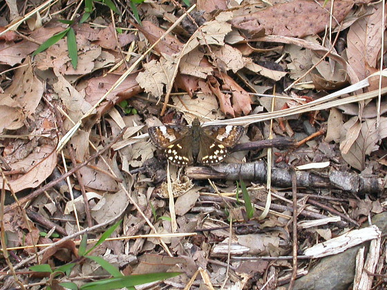 Erynnis montanus