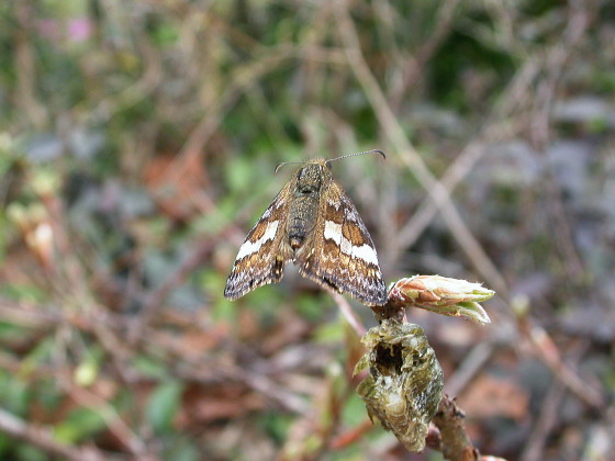 Erynnis montanus