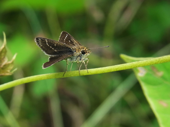 Aeromachus inachus