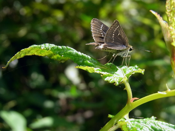 Aeromachus inachus