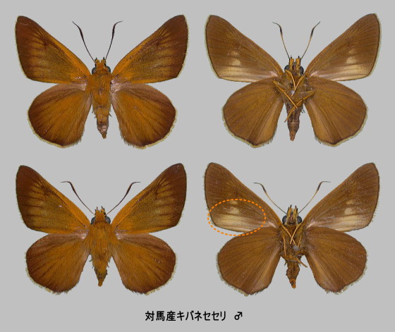 蝶標本 びびら 日本ゼフィルス全25種74頭 蝶標本 びびら 日本ゼフィルス全25種74頭