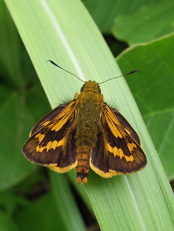 Potanthus flavus