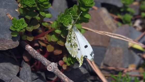 Anthocharis scolymus mandschurica