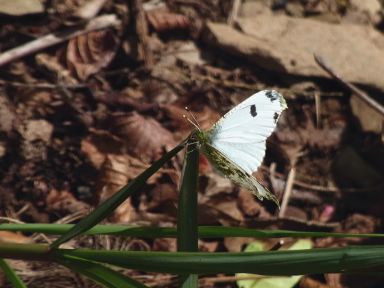 Anthocharis scolymus mandschurica