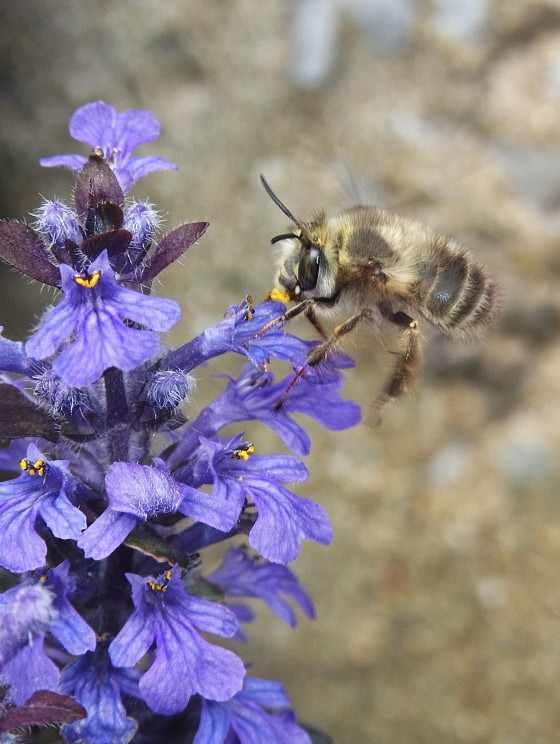 no.103 マルハナバチとヘラジカのInfinity