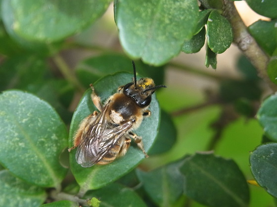 ケブカハナバチ | 虫つれづれ＠対馬v2 
