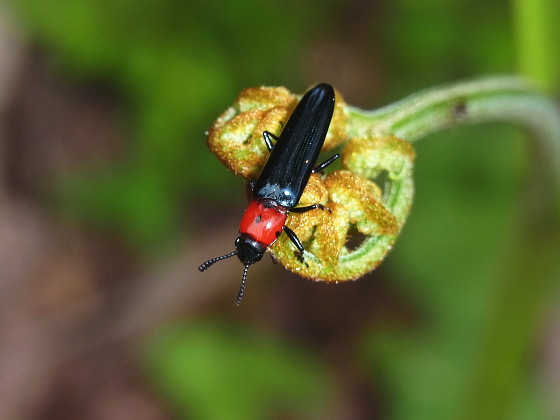 Tetralanguria fryi