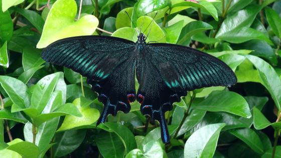 Papilio maackii