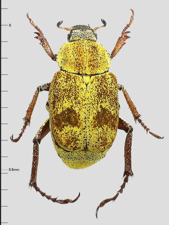アシナガコガネ アシナガコガネ Hoplia communis 🇯🇵 Japan 擦れてないアシナガ