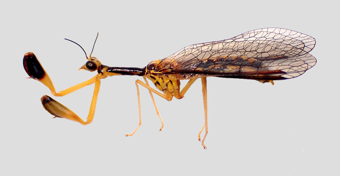 目貫カマキリ 目貫カマキリ 目貫カマキリ 日本刀の鐔・蟷螂の斧｜日本刀・刀剣