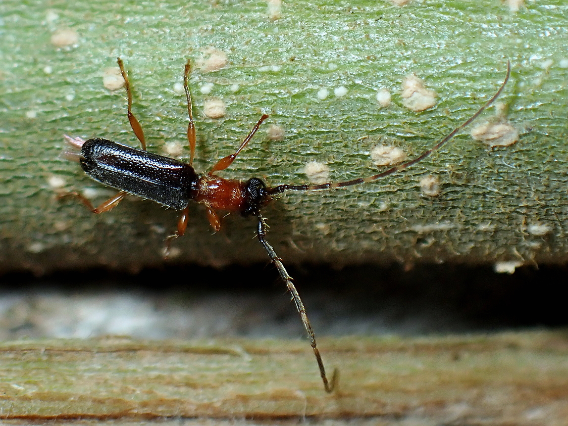 ムネアカメダカカミキリ対馬亜種（ルリメダカカミキリ） | 虫