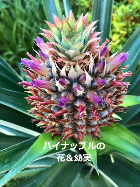 パイナップルの鉢植え、花が咲き、実がなり、＃パイナップルができる